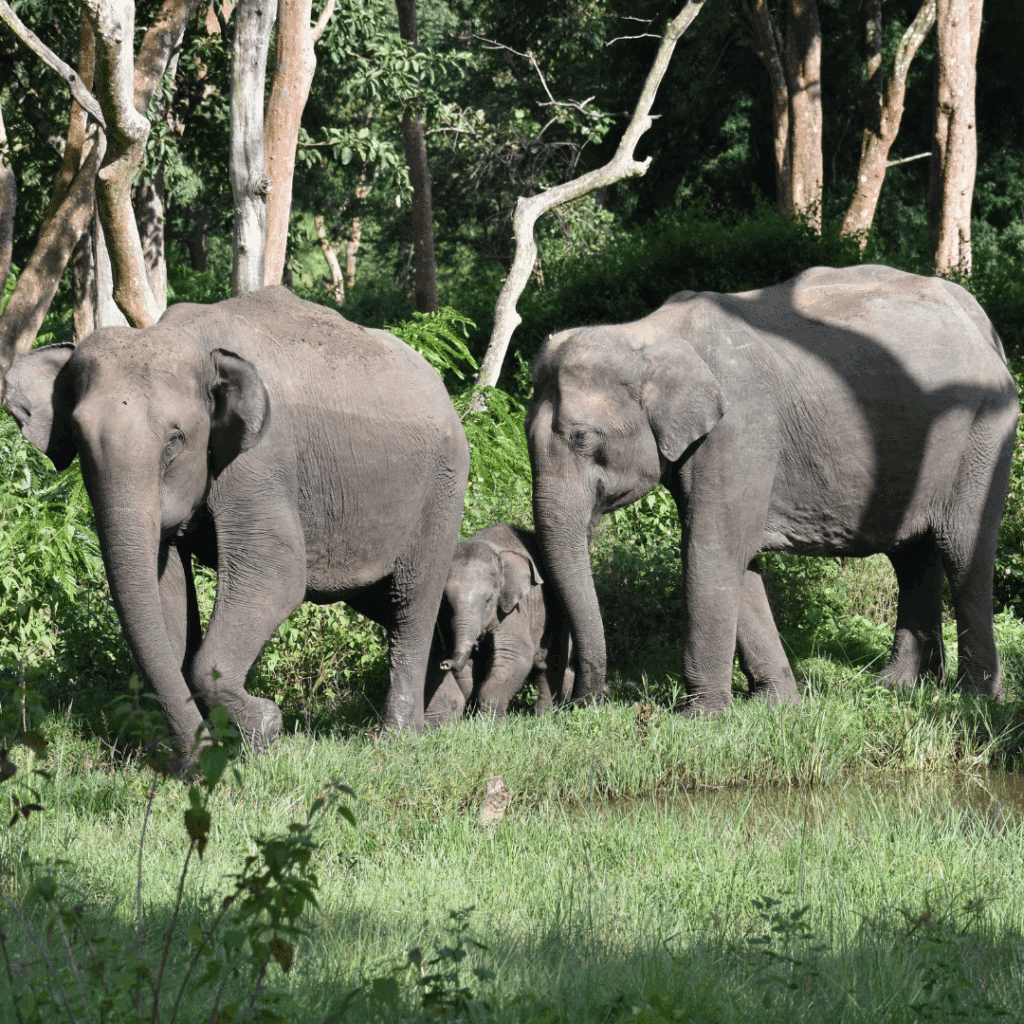 Nationalpark Bandipur